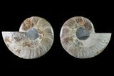 Bargain, Cut & Polished Ammonite Fossil - Madagascar #148020-1
